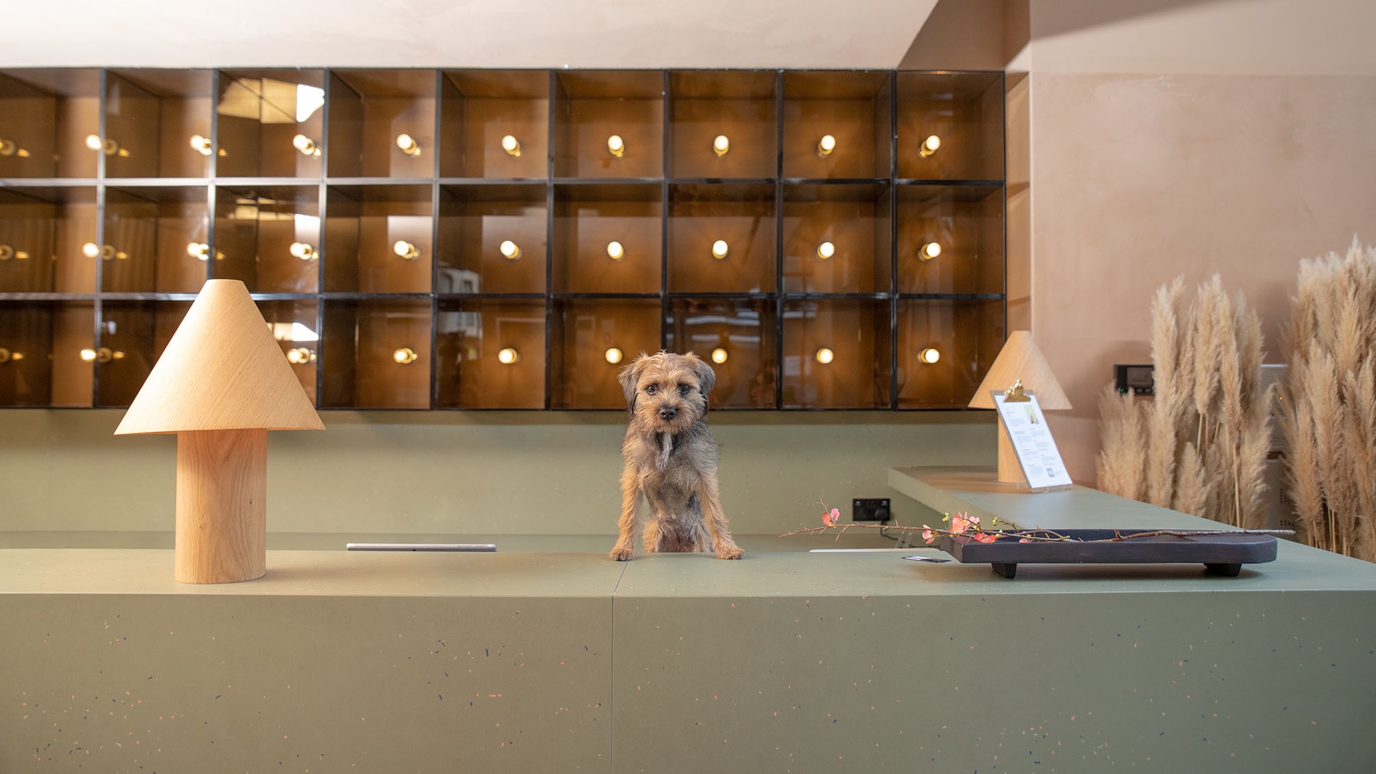 A dog sitting on a hotel reception desk.