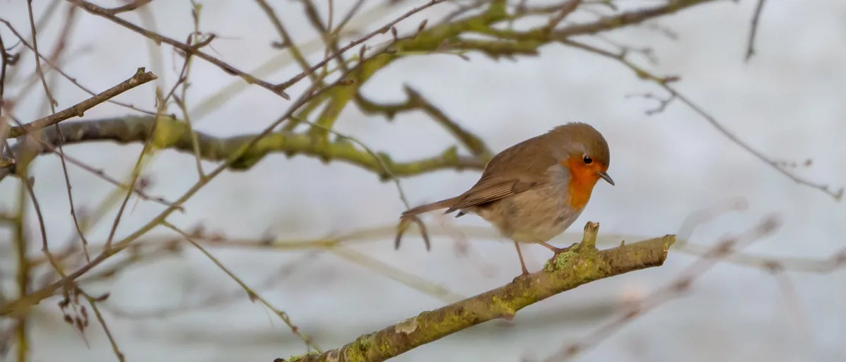 A photo of a Robin taken by Crafted's Developer, Mark Beeton.