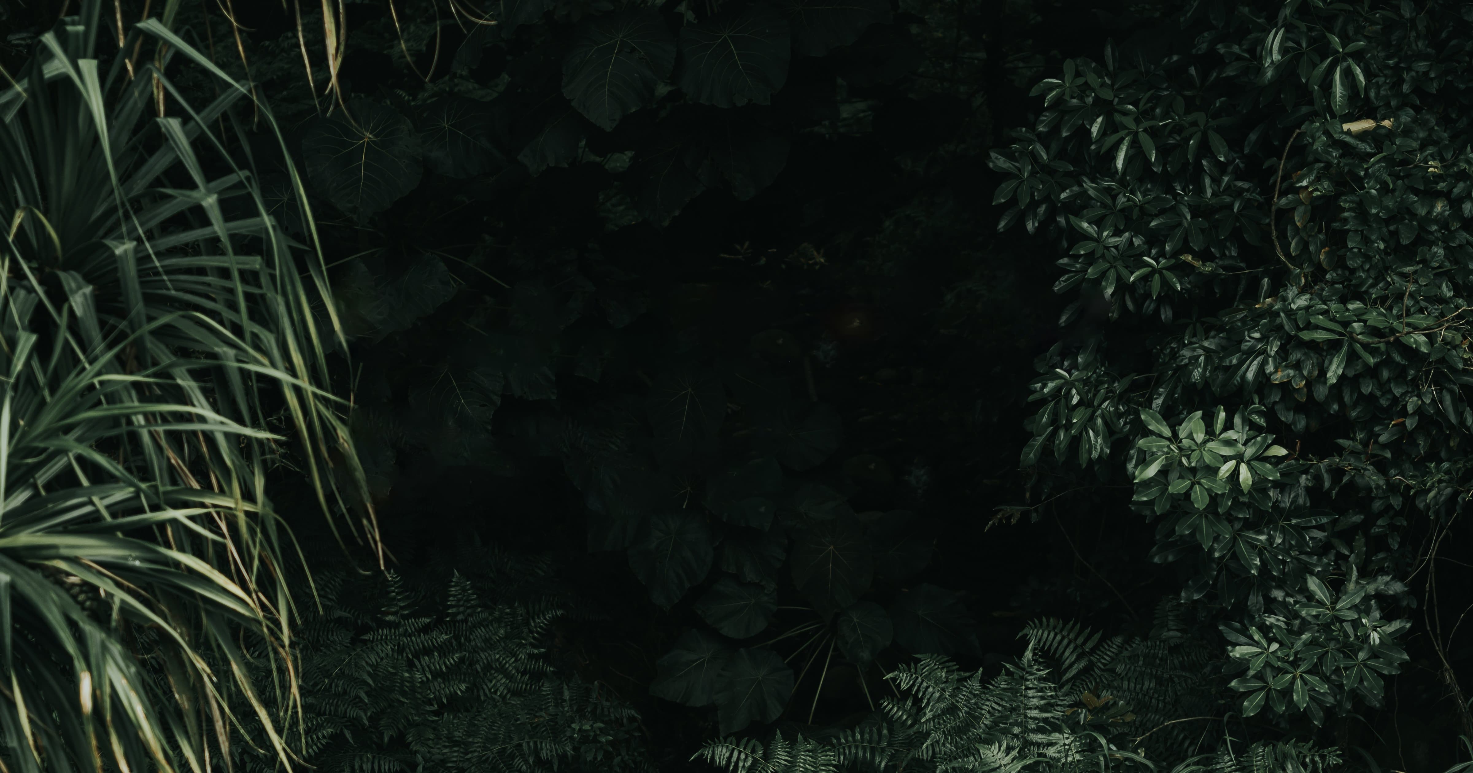 An image of foliage used to divide the content