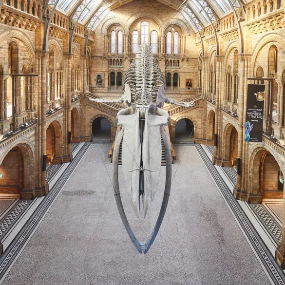 The Natural History Museum main hall with large whale skeleton on display.