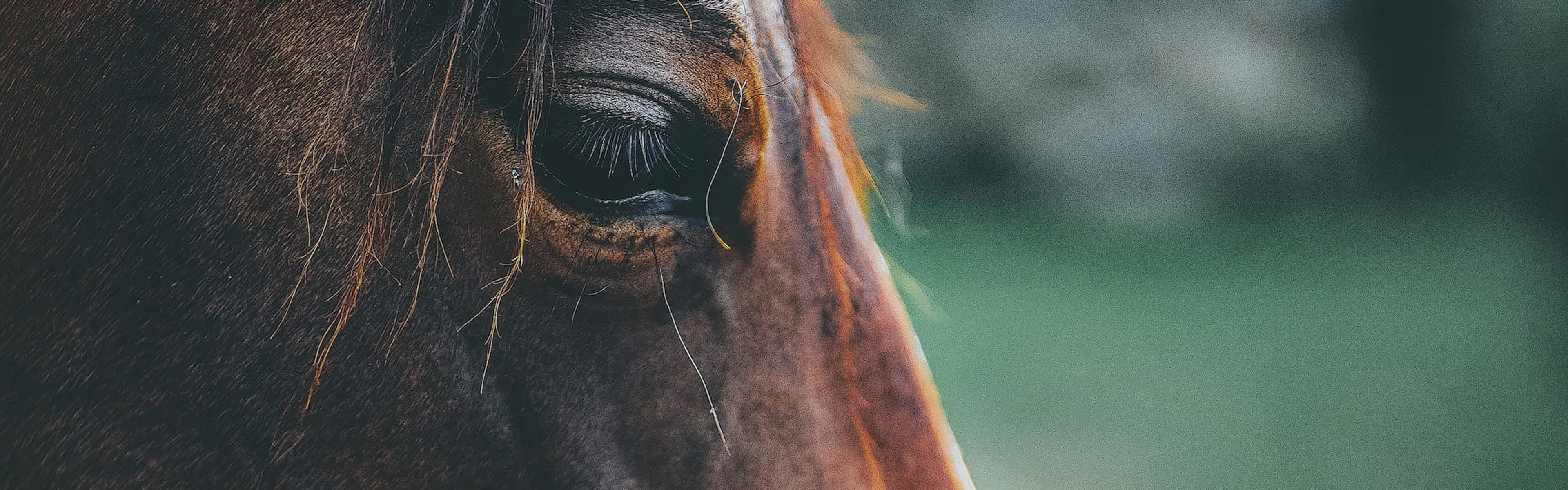 Close up photograph of a horse