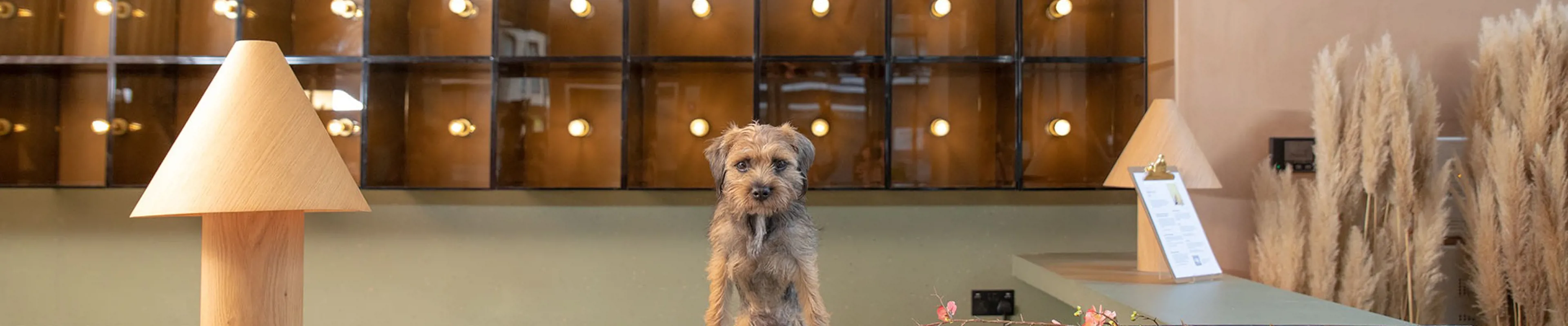 A dog sitting on a hotel reception desk.