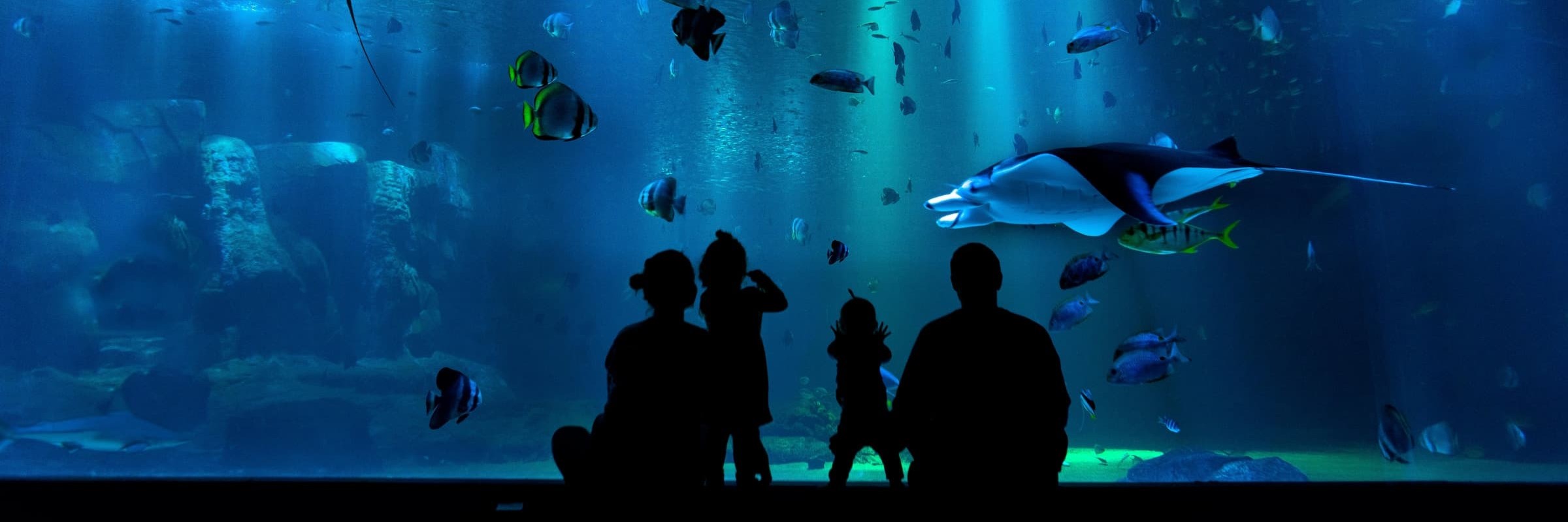 The Attractions Market